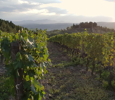 Luce vineyard