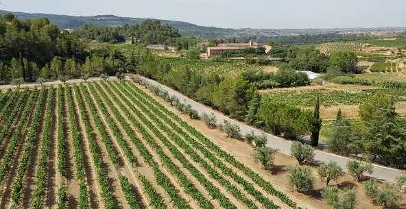 Juve & Camps vineyards